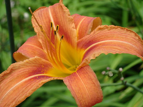 Hemerocallis fulva